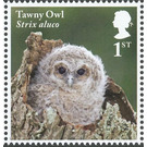 Tawny Owl chick - Strix aluco - United Kingdom 2018