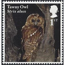 Tawny Owl - Strix aluco - United Kingdom 2018