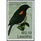 Tawny-shouldered Blackbird (Agelaius humeralis) - South Africa / Lesotho 2007 - 2.10