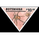 Termite Eating Spider (Ammoxenus psammodromus) - South Africa / Botswana 2020 - 10