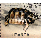 Testudo kleinmanni - East Africa / Uganda 2013