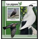 The African Olive Pigeon (Columba arquatrix) - East Africa / Djibouti 2021