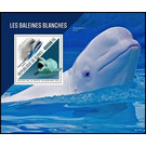 The Beluga Whale (Delphinapterus leucas) - West Africa / Guinea 2021