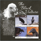 The Black Vulture - Caribbean / Saint Vincent and The Grenadines 2020