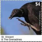 The Black Vulture - Caribbean / Saint Vincent and The Grenadines 2020