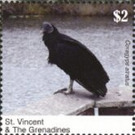 The Black Vulture - Caribbean / Saint Vincent and The Grenadines 2020