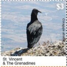 The Black Vulture - Caribbean / Saint Vincent and The Grenadines 2020