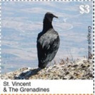 The Black Vulture - Caribbean / Saint Vincent and The Grenadines 2020
