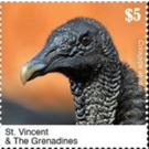 The Black Vulture - Caribbean / Saint Vincent and The Grenadines 2020