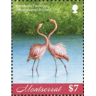 The caribbean flamingo - Caribbean / Montserrat 2019