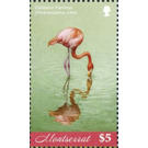The caribbean flamingo - Caribbean / Montserrat 2019