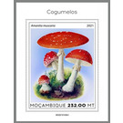 The Fly Agaric (Amanita muscaria) - East Africa / Mozambique 2021