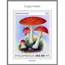 The Fly Agaric (Amanita muscaria) - East Africa / Mozambique 2021