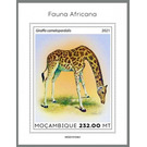 The Northern Giraffe (Giraffa camelopardalis) - East Africa / Mozambique 2021