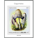 The Shaggy Ink Cap (Coprinus comatus) - East Africa / Mozambique 2021