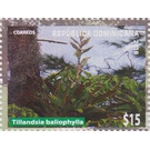 Tillandsia baliophylla - Caribbean / Dominican Republic 2019 - 15