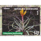 Tillandsia fasciculata - Caribbean / Dominican Republic 2019 - 15