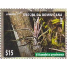 Tillandsia pruinosa - Caribbean / Dominican Republic 2019 - 15