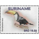 Toco toucan (Ramphastos toco) - South America / Suriname 2021