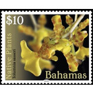 Tolumnia sasseri - Caribbean / Bahamas 2019 - 10