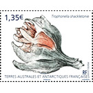 Trophonella shackletoni - French Australian and Antarctic Territories 2019