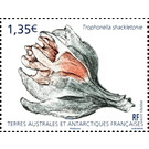 Trophonella shackletoni - French Australian and Antarctic Territories 2019