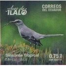 Tropical Mockingbird (Mimus gilvus) - South America / Ecuador 2019 - 0.75