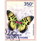 True Forester (Euphaedra cyparissa) - West Africa / Ivory Coast 2014 - 350