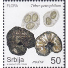 Tuber petrophilum - Serbia 2019 - 50