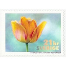 Tulip - Sweden 2019 - 21