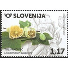 Tulip Tree (Liriodendron tulipifera) - Slovenia 2020 - 1.17