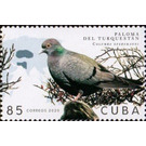 Turkestan Pigeon - Caribbean / Cuba 2020