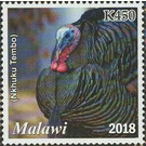 Turkey (Nkhuku Tembo) - East Africa / Malawi 2019 - 450