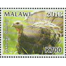 Turkey (Nkhuku Tembo) - East Africa / Malawi 2019 - 700