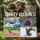 Turkey Vultures (Cathartes aura) - Caribbean / Antigua and Barbuda 2020