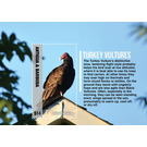 Turkey Vultures (Cathartes aura) - Caribbean / Antigua and Barbuda 2020