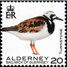 Turnstone - Alderney 2020 - 20