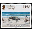 Upland Goose (Chloephaga picta) - South America / Falkland Islands 2020