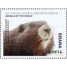 Vancouver Island marmot - West Africa / Ghana 2017 - 14