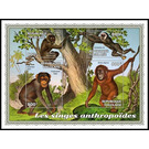 Various Anthropoid Monkeys - West Africa / Togo 2021
