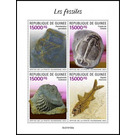 Various Fossils - West Africa / Guinea 2021