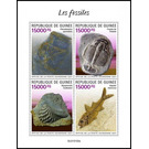 Various Fossils - West Africa / Guinea 2021
