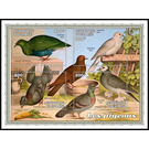 Various Pigeons - West Africa / Togo 2021