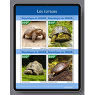 Various Turtles - West Africa / Niger 2021