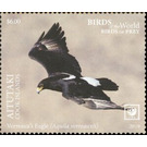 Verreaux's Eagle - Aitutaki 2019 - 6