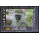 Vervet Monkey (Chlorocebus pygerythrus) - East Africa / Uganda 2017