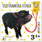Vietnamese Pig - Croatia 2020 - 3.10
