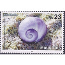 Violet Sea-snail (Janthiana janthiana) - East Africa / Mauritius 2017 - 23