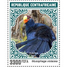 Violet Turaco (Musophaga violacea) - Central Africa / Central African Republic 2021