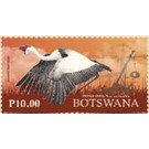 Wattled Crane - South Africa / Botswana 2019 - 10